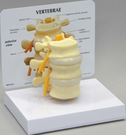 Basic Vertebrae Pharmaceutical and Anatomical Model Gifts